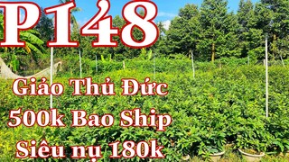 Mai vàng chơi tết p148 | 0979217639  Tuyền Nguyễn | mai giảo thủ đức giá 500k | siêu nụ