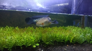 snack head channa yellow sentarum