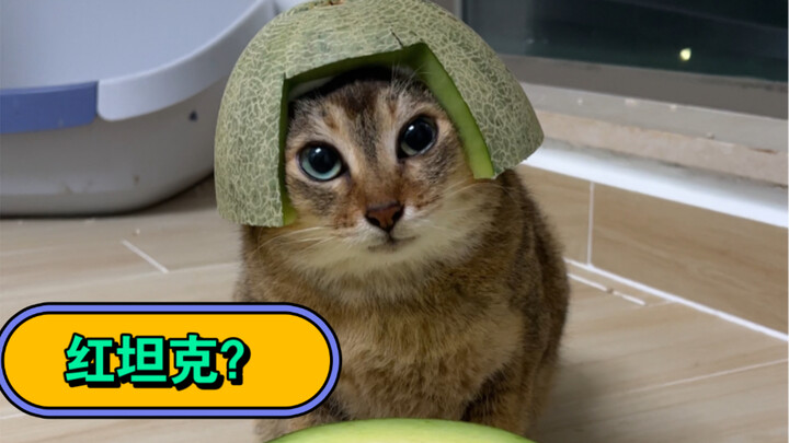 Hôm nay là chú mèo con dưa lưới đây～