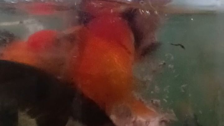 feeding goldfish