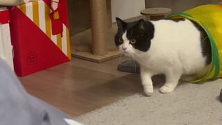 Cow cat sneaks up on grandma