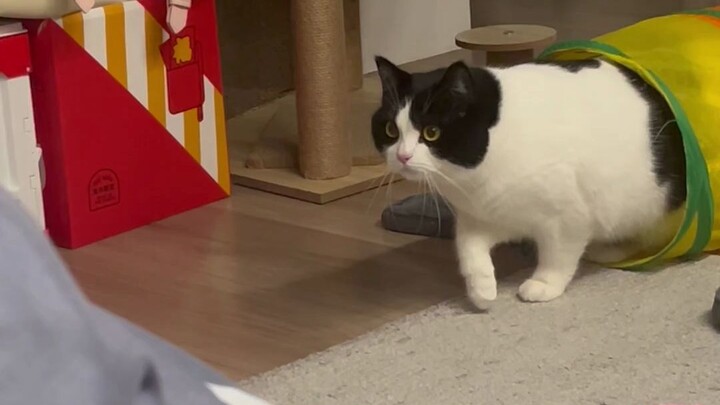 Cow cat sneaks up on grandma
