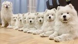 [Động vật] Tổng hợp video hài hước về động vật