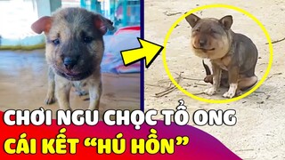 Chú chó nhỏ 'TRỐN SEN' ra ngoài chơi nhưng khi về thì nhìn nó 'LẠ LẮM' 😅 Gâu Đần