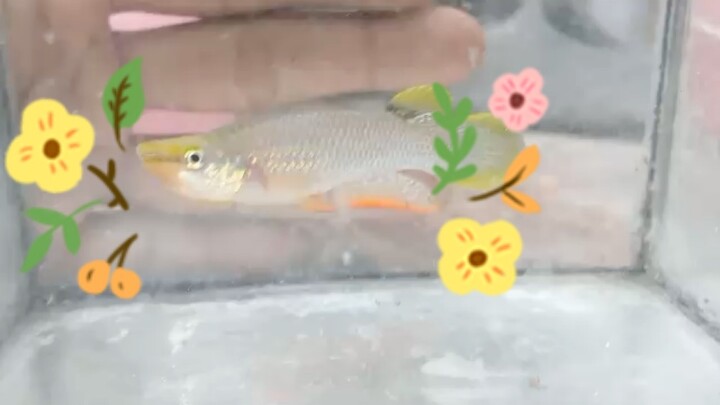 ปลาหัวตระกั่ว