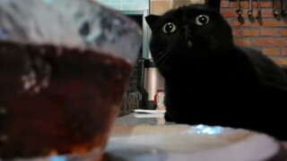 When my cat sees me eating nuts...
