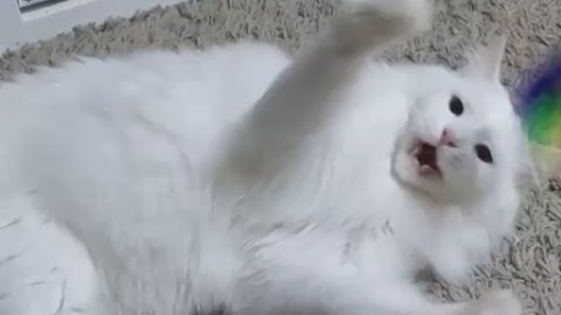 Maine coon playing with cat toy