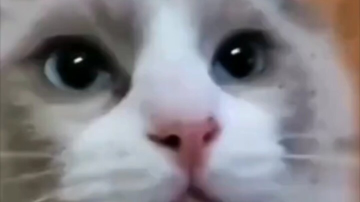 When the Cat Secretly Opened a Bottle of Catnip for Itself