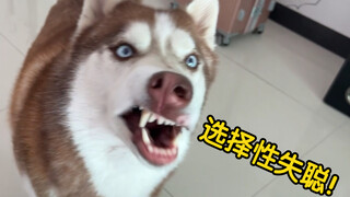 ฮัสกี้: ฉันหูหนวกและไม่ได้ยินสิ่งที่คุณพูด!
