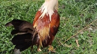 for sale 2500 golden grey