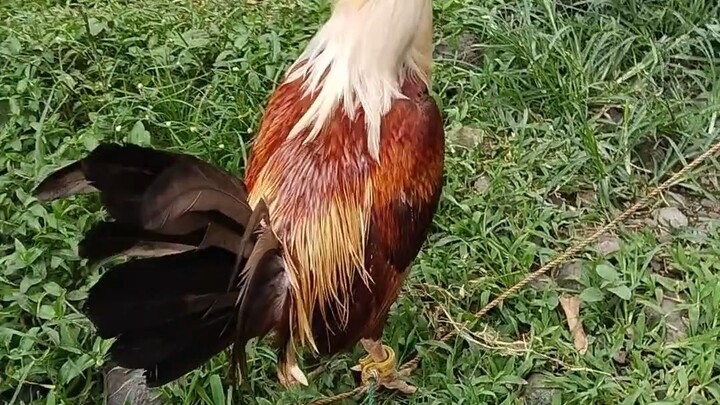 for sale 2500 golden grey