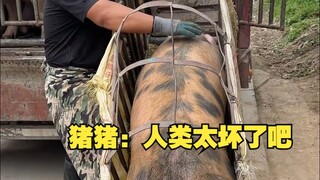 Heo: Con người thật tệ.
