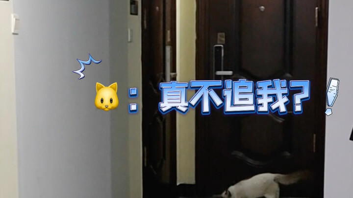 What happens if you lock the cat outside the door!!!