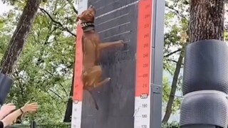 สุนัขปีนได้สูงแค่ไหน