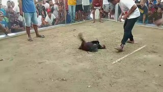 tabla Mg idol d kaagad n sentinsyhan