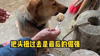 狗狗我啊吃不下了捏# 搞笑 # 萌宠成精了 # 内