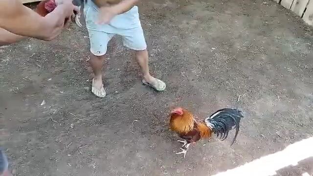 manok