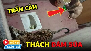 Một đêm “Trầm cảm” của chú chó kẹt trong nhà vệ sinh cùng với Báo Hoa Mai| Hóng Khám Phá