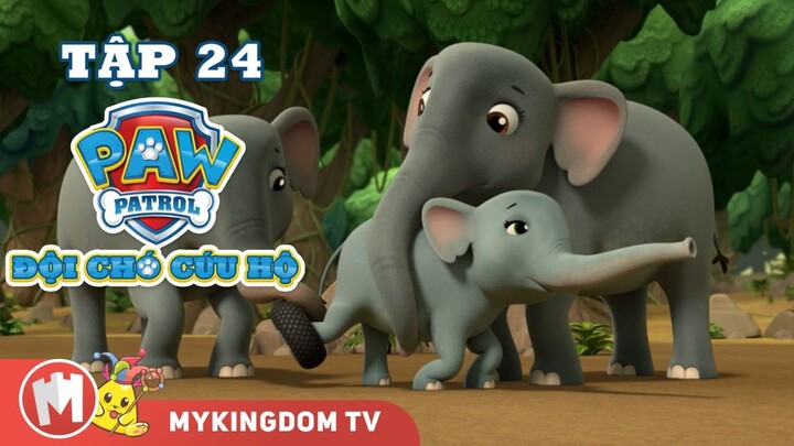 ĐỘI CHÓ CỨU HỘ PAW PATROL MINI | Tập 24: Giải Cứu Chú Voi Buồn Bã | Phim hoạt hình