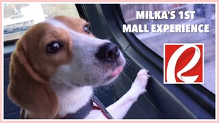 VISITING ROBINSONS GALLERIA SOUTH (a pet friendly mall) | Beagle Philippines
