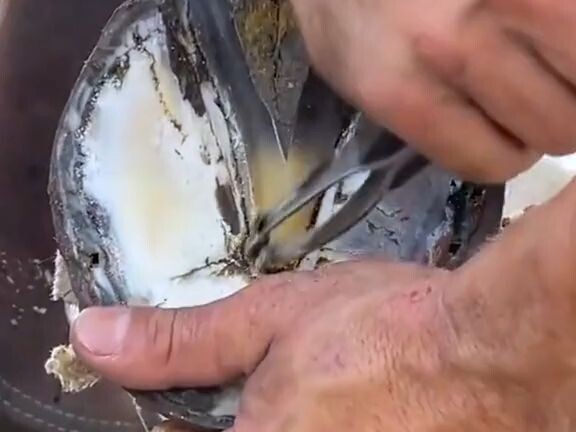 They’re both fixing a horseshoe again.