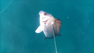 spearfishing black bass