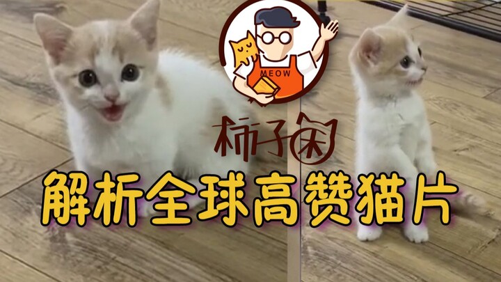 Mengurai video kucing paling populer di dunia: anak kucing Jepang mungil mengeong manja, setelah men