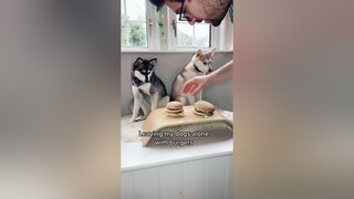 What should we try next? dogs cutedogs foodchallenge