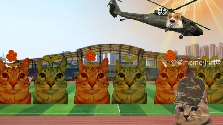 Cat meme military training special: "180 days of sun exposure, students become Bao Qingtian"