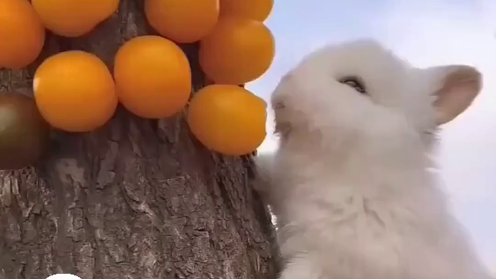 Vấn đề sâu răng của thỏ: Bí ẩn về cà rốt