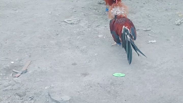 spar muna bago laban