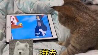 我就说猫天生就会抓老鼠吧