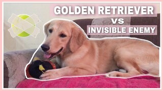 DOG VS. INVISIBLE ENEMY (WHO WILL WIN?) | Golden Retriever Philippines
