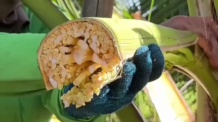 How to Produce Coconut Sugar