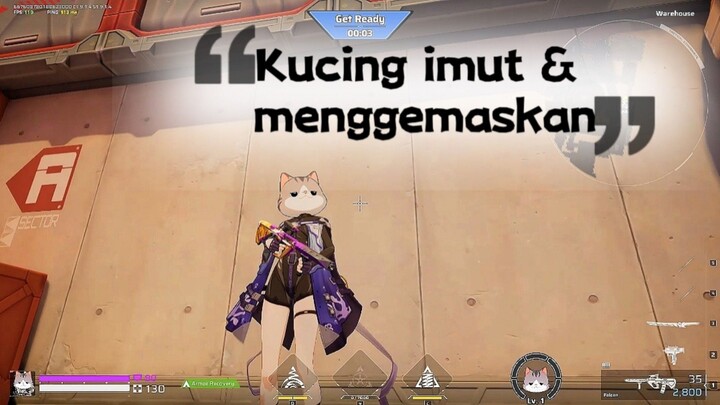 War breng kucing gepeng ๐ฑ || STRINOVA||