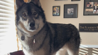 是谁说大狗比小狗情绪稳定的！