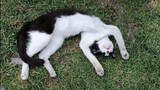 Funny Dramatic Cat Sleeping Weird Difficult To Wake Up