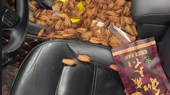 [Homo Sapiens TV] Today’s Training Plan: Chew 1,000 Premium Large Fruits & Defend Those Fruits as a 