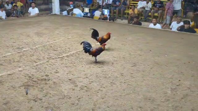 small but terrible brother small din second fight 2 cock dervy chmapion