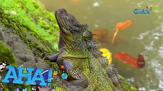 Hayop na mala-Godzilla ang hitsura?! | AHA!