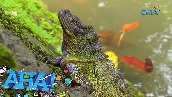 Hayop na mala-Godzilla ang hitsura?! | AHA!