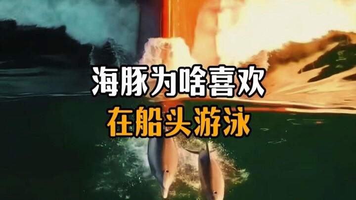Mengapa lumba-lumba suka berenang di depan kapal?