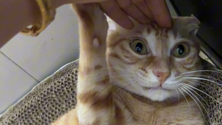 At first, I couldn’t figure out what was going on in its little head.