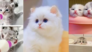 รวมคลิปลูกแมวน่ารักใจละลาย#17 | 🤣baby cats cute and funny😂 2021😻