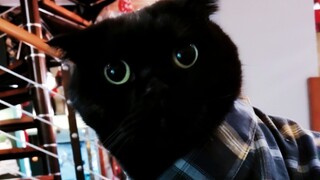 ชีนซื่อซื่อ วันดีๆ ของเธอกำลังจะจบลงแล้วนะ! คุณย่าที่ชอบความสะอาดของเธอมีแมวข้างนอกแล้ว!