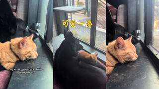 好可爱的一幕💓