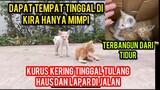 Anak Kucing Kakak Adik Kurus Kering Dan Cacat Kelaparan Dan Kehausan Di Jalan..!