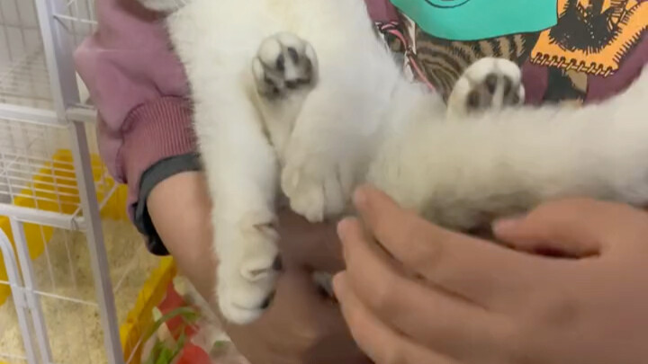 陌生人敲门，不要不要