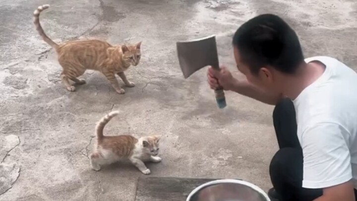 แมวตัวนี้ช่างกล้าเหลือเกิน ถึงขั้นบุกไปแย่งอาหารจากปากเสือเลยทีเดียว!