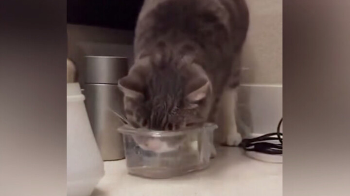 Cat: For a moment I forgot to stick my tongue out, but now I’ve mastered the smacking sound!